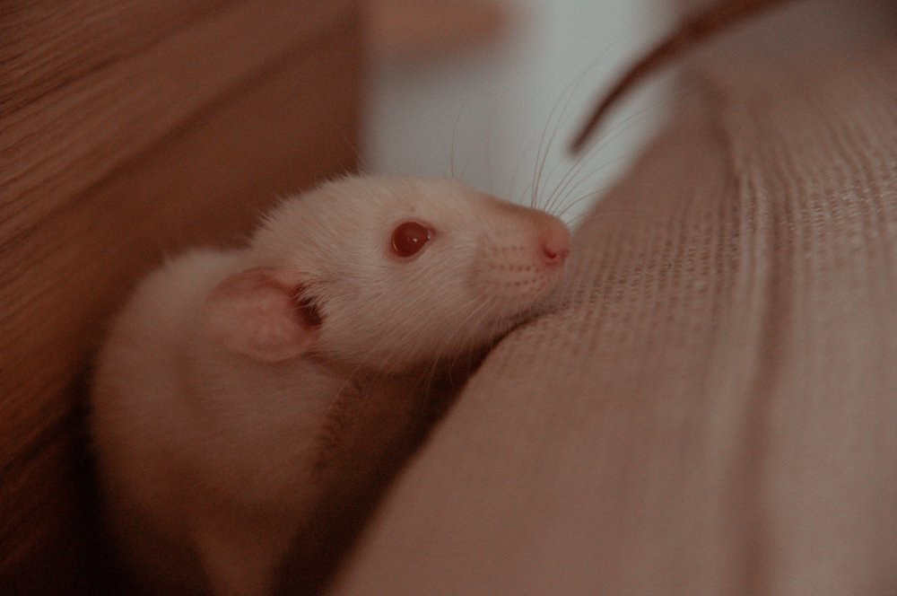 Er rottebekæmpelse virkelig nødvendig i vores moderne tid?